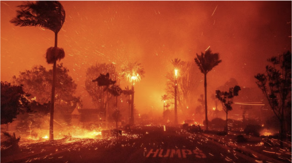 LA fires destroyed thousands of homes, businesses, schools and landscapes. 
